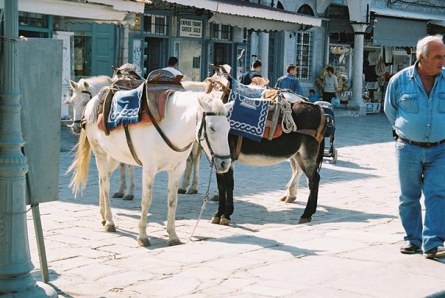 Donkeys and their operator at the harbour on Hydra.